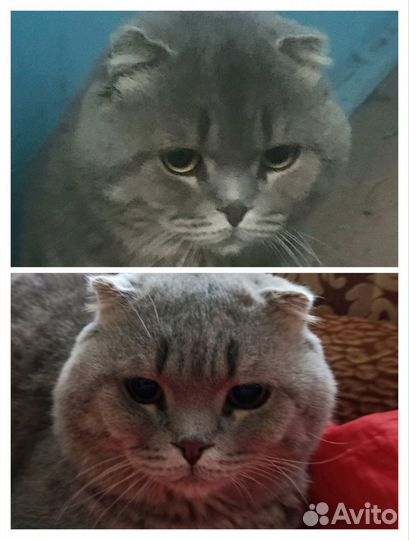 Коту нужен дом