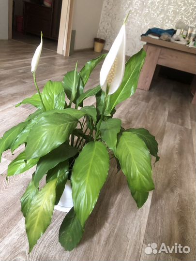 Спатифиллум