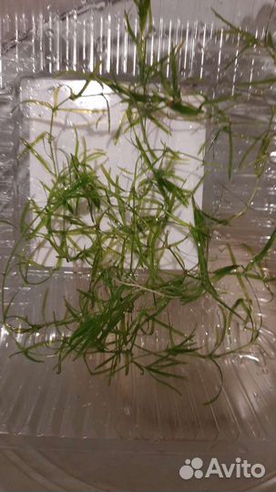 Аквариумные растения