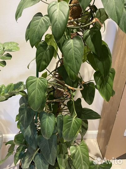 Комнатные растения цветы большие