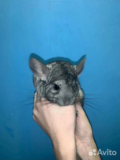 Шиншилла
