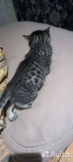 Бенгальские котята