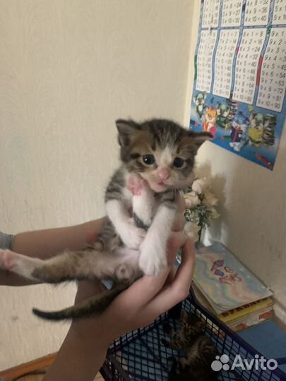 Котята, 1 месяц