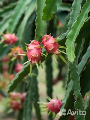Хойя Карноза,Кактус Цереус и Питахайя