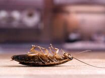 Средство для уничтожение насекомых тараканы клопы