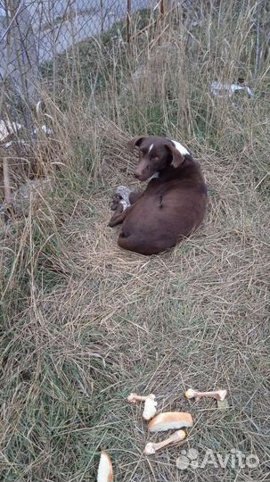 Отлов собак