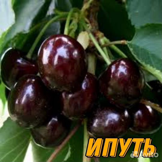 Саженцы черешни