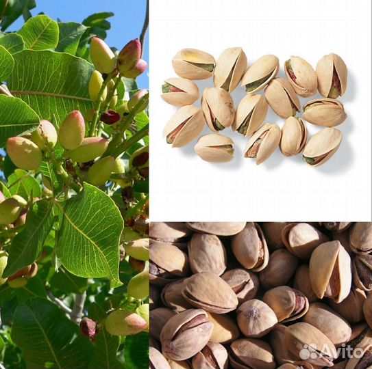 Фисташка морозостойкая съедобная саженцы