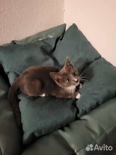 Котёнок ищет дом