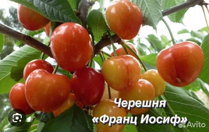 Шарафуга, яблоня, черешня, груша