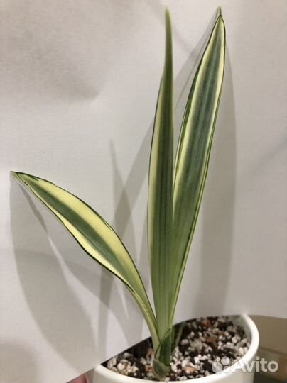Сансевиерия Parva white variegata