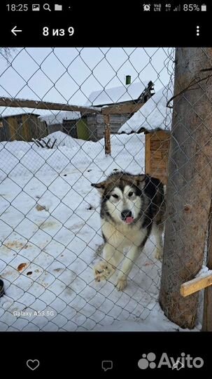 Аляскинский маламут