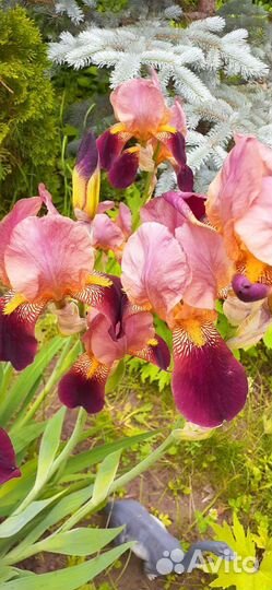Ирис сотовой,крупный,высокий