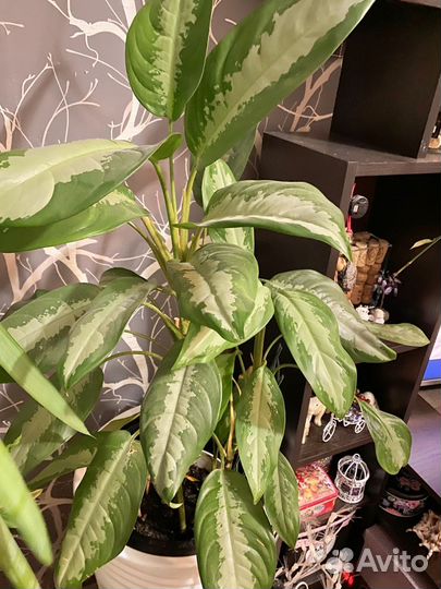 Аглаонема Сильвер