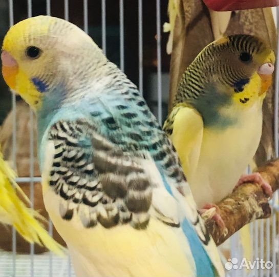 Птенцы волнистый попугай