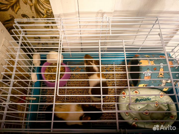 Морская свинка