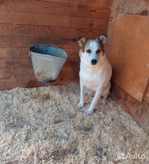Собаке с пулей в лапке нужна помощь