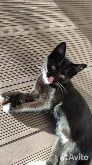 Котенок- кошечка