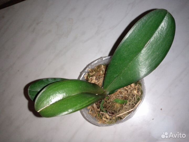 Орхидея фаленопсис бабочка