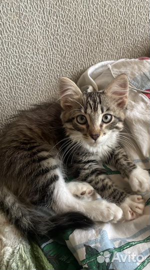 Котенок