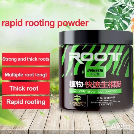 Сансевиерия