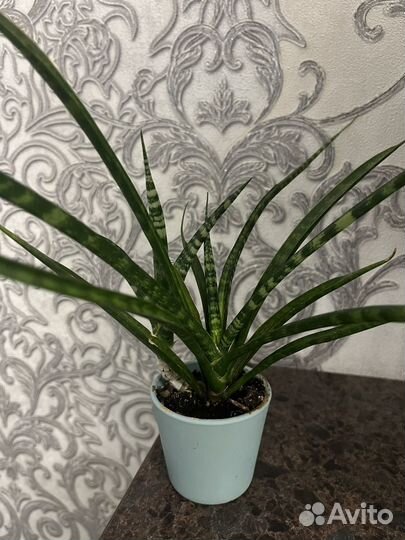 Продажа цветка