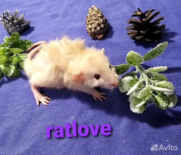 Крысята дамбо лонг и стандарт