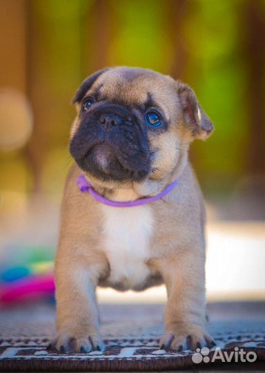 Французский бульдог щенки