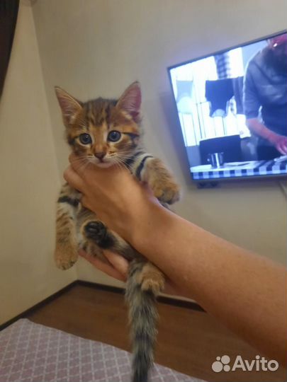 Кошка в дар