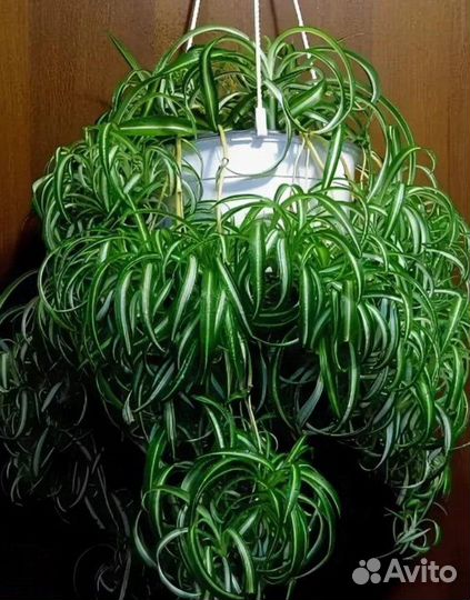 Хлорофитум кудр., Пеперомия Изабелла