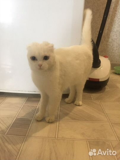 Отдадим в заботливые руки