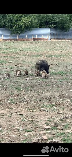 Свиньи живым весом /поросята 1 месяц по 4тр