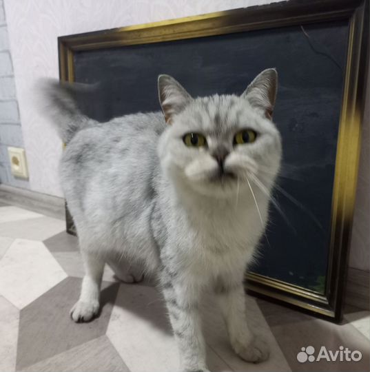 Битанская кошка