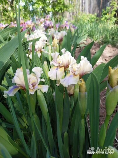 Ирисы бордюрные микс