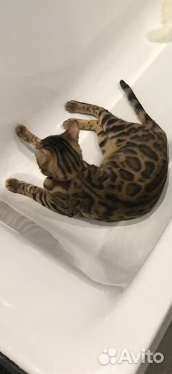 Бенгальские котята