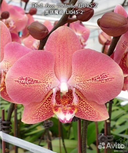 Орхидея фаленопсис Leco Fantastic 2.5''