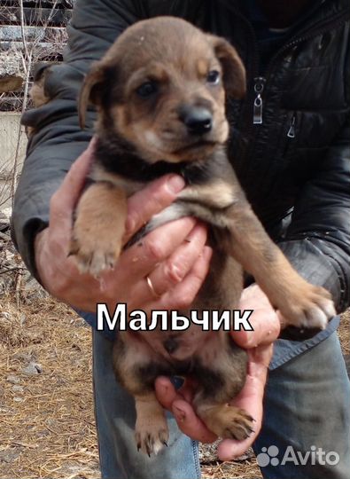 Щенята в добрые ручки