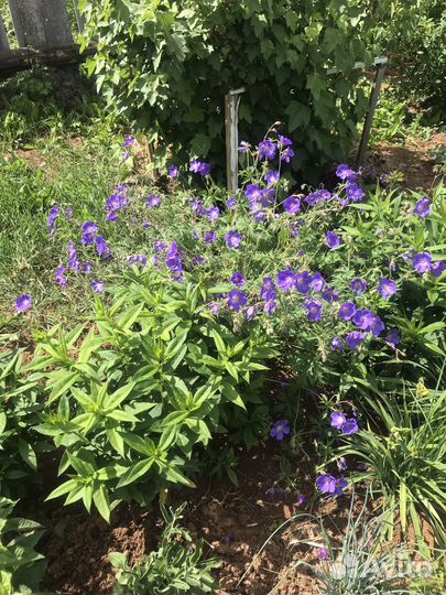 Герань гибридная садовая Орион, манжетка мягкая