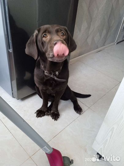 Шоколадный лабрадор