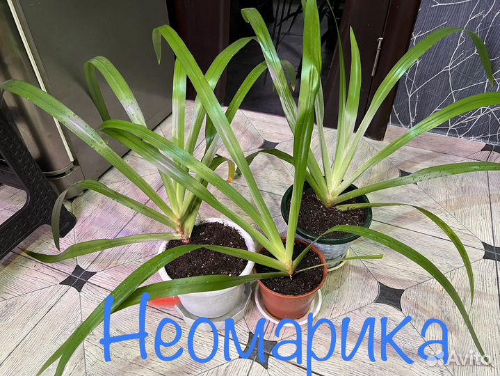 Комнатные растения