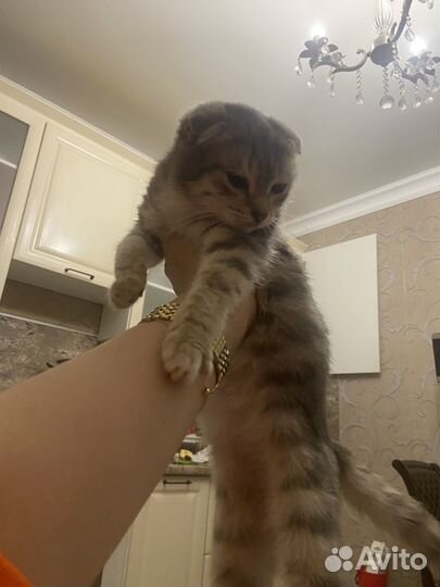 Котенок