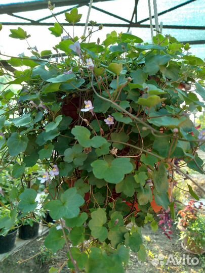 Лён, Цимбалярия, Вербейник монетчатый, Яснотка идр