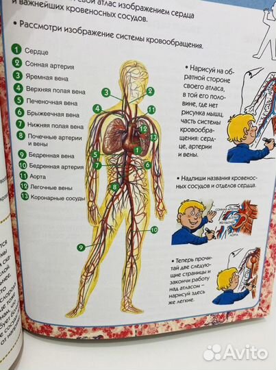 Книга Тело человека энциклопедия 60 страниц