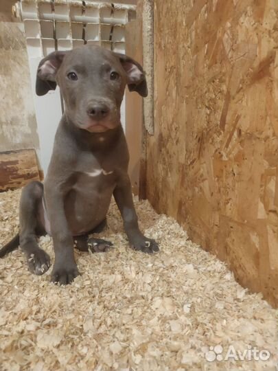 Американский питбультерьер щенки