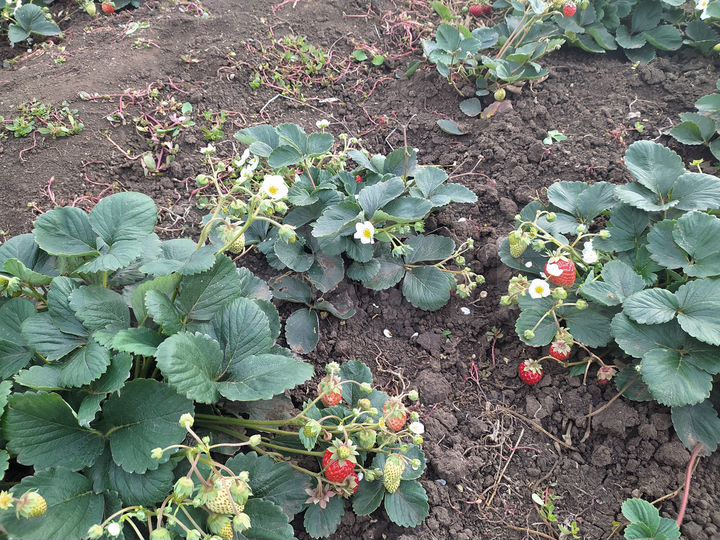 Комната 15 м² в 1-к., 1/2 эт.