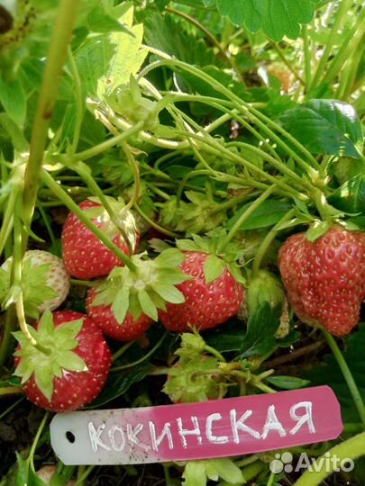 Земклуника Купчиха,Кокинская и Холковская