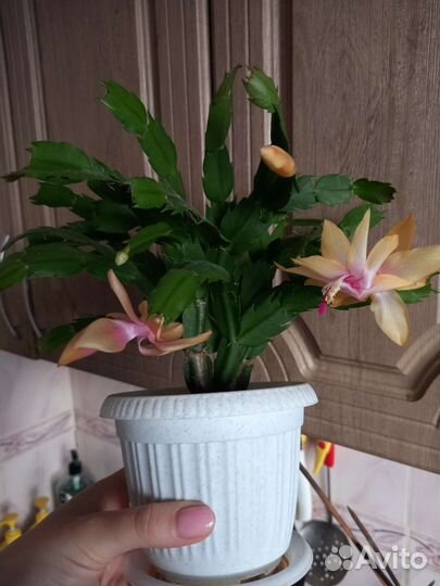 Декабрист шлюмбергера желтый