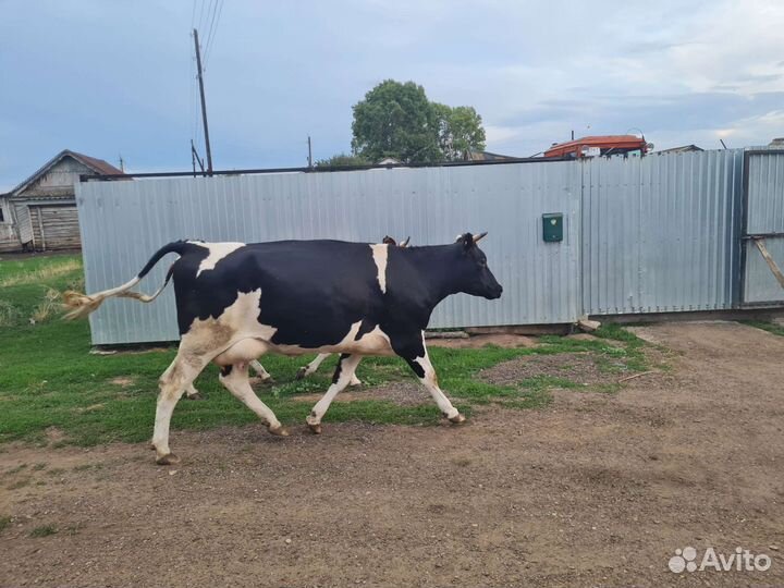 Продам корову