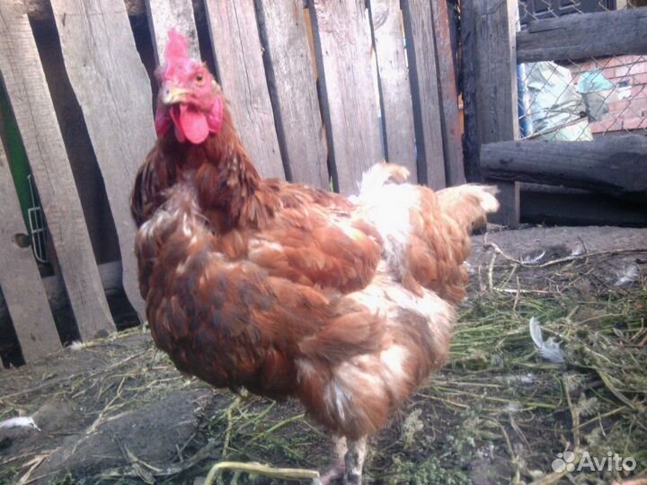 Куры несушки Легорн белая