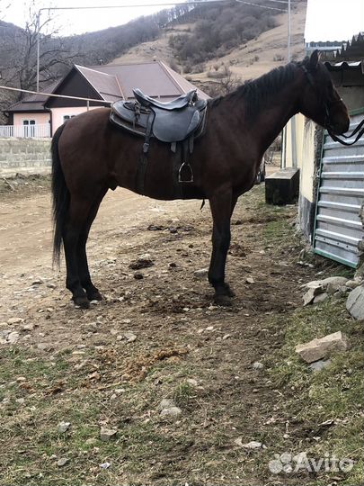 Продажа лошадей